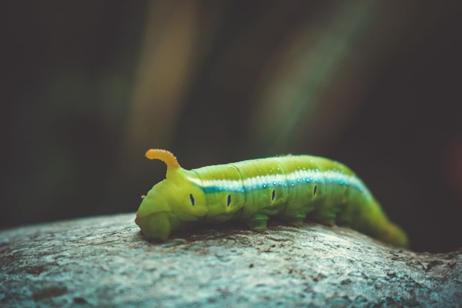 Chemosynthetic Symbiosis Anomalies That Defy Explanation